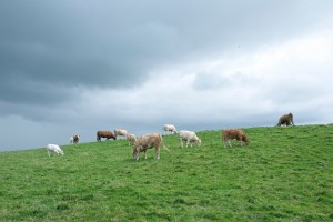 Cows of the Cliffs