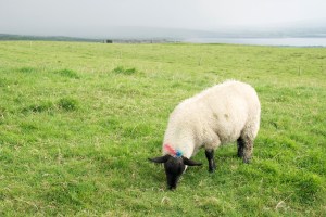 Sheep of Ireland